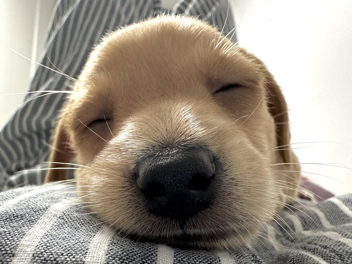 ouppy