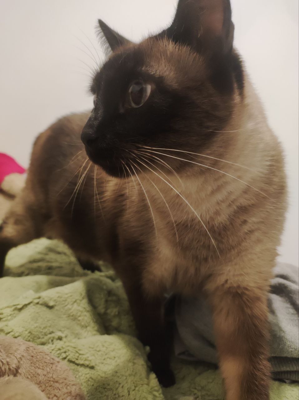toffee